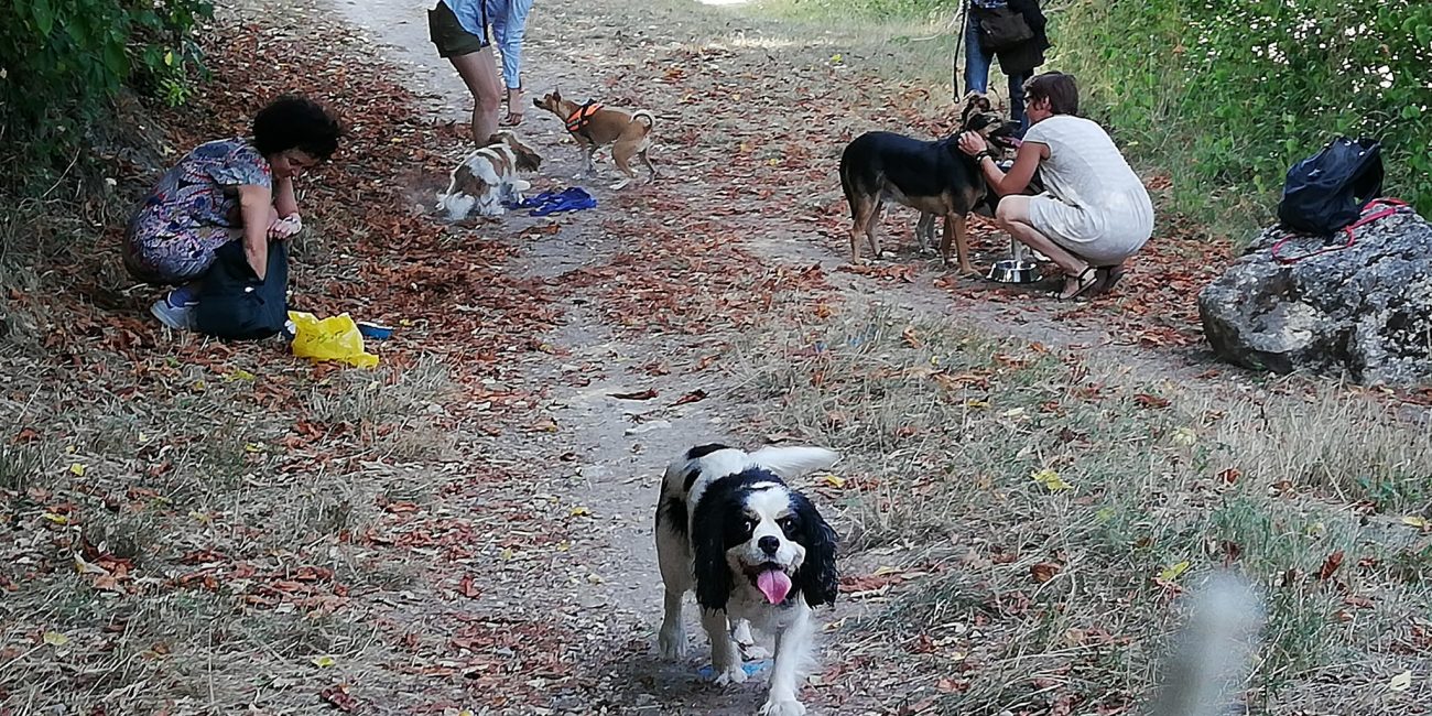 Organisation balades canines adaptées chiens